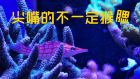王中王7623了，王中王7623，揭秘背后的故事